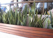 Kwikfynd Indoor Planting
lorinna