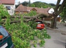 Kwikfynd Tree Cutting Services
lorinna