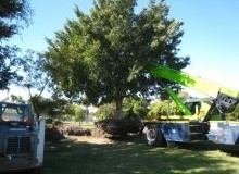 Kwikfynd Tree Management Services
lorinna