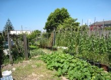Kwikfynd Vegetable Gardens
lorinna